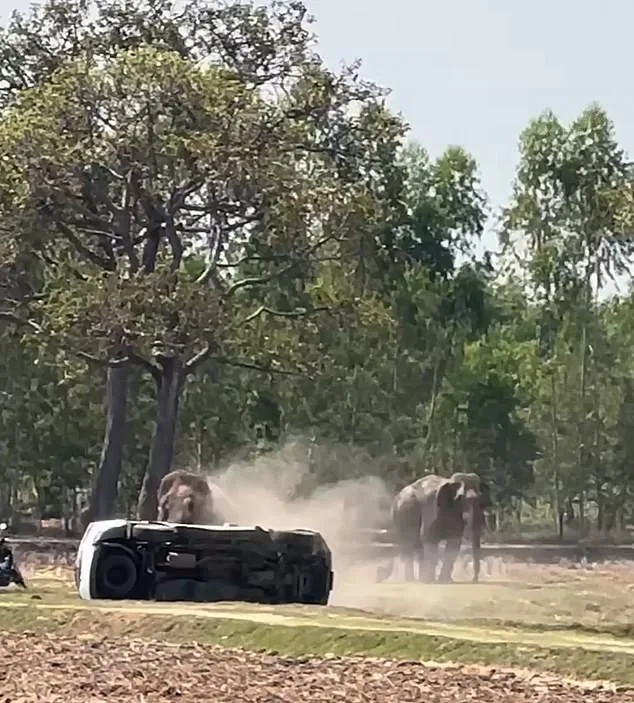 Elephant's Violent Rage in Buriram: Trampling and Chaos After Mating Ritual Disruption