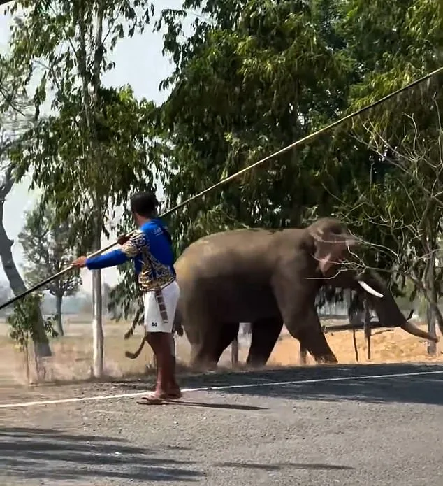 Elephant's Violent Rage in Buriram: Trampling and Chaos After Mating Ritual Disruption