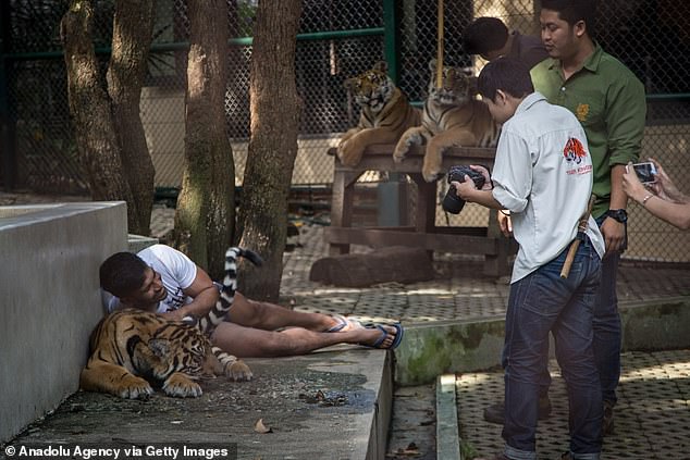 Thailand's Tiger Kingdom Crisis: 72 Tigers Die from Canine Distemper Outbreak