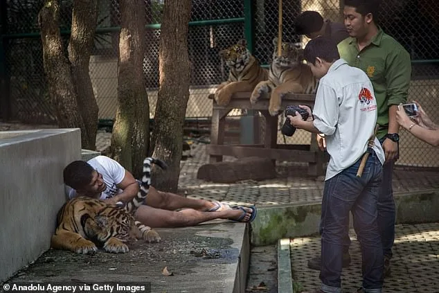 Thailand's Tiger Kingdom Crisis: 72 Tigers Die from Canine Distemper Outbreak