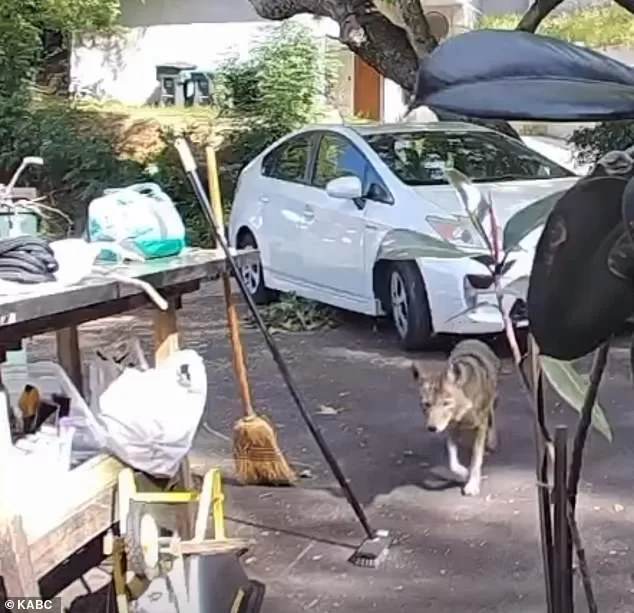 Three-Year-Old's Terrifying Encounter with Coyote in Pasadena Caught on Security Footage