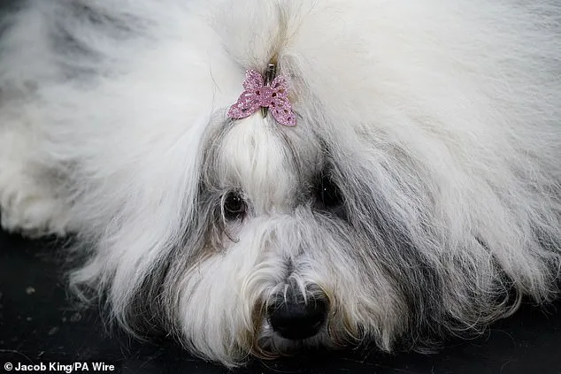 Crufts Begins in Birmingham: Global Canine Spectacle with 18,600 Dogs Competing