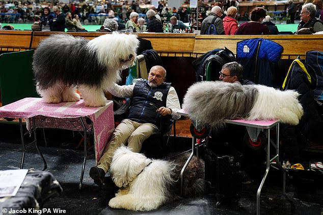 Crufts Begins in Birmingham: Global Canine Spectacle with 18,600 Dogs Competing