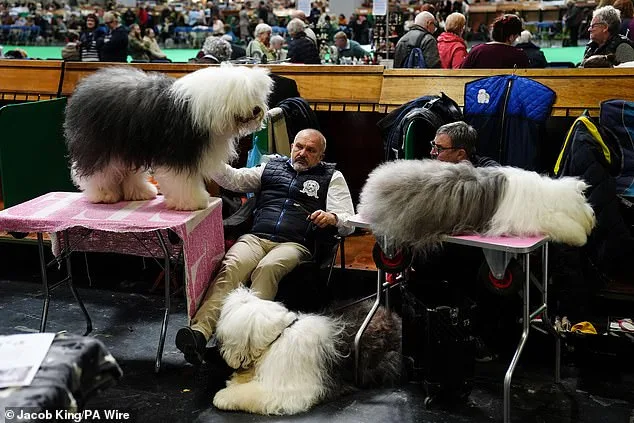 Crufts Begins in Birmingham: Global Canine Spectacle with 18,600 Dogs Competing