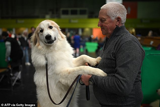 Crufts Begins in Birmingham: Global Canine Spectacle with 18,600 Dogs Competing