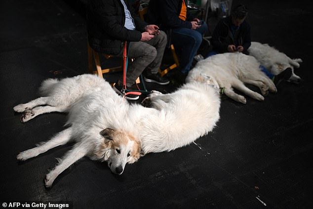 Crufts Begins in Birmingham: Global Canine Spectacle with 18,600 Dogs Competing