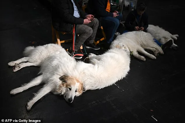 Crufts Begins in Birmingham: Global Canine Spectacle with 18,600 Dogs Competing