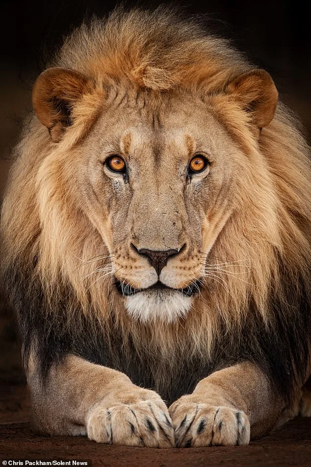 More Beautiful Than You: Chris Packham's Photography Exhibition Merges Science and Art