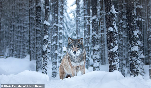 More Beautiful Than You: Chris Packham's Photography Exhibition Merges Science and Art