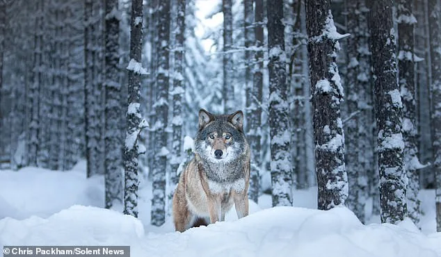 More Beautiful Than You: Chris Packham's Photography Exhibition Merges Science and Art