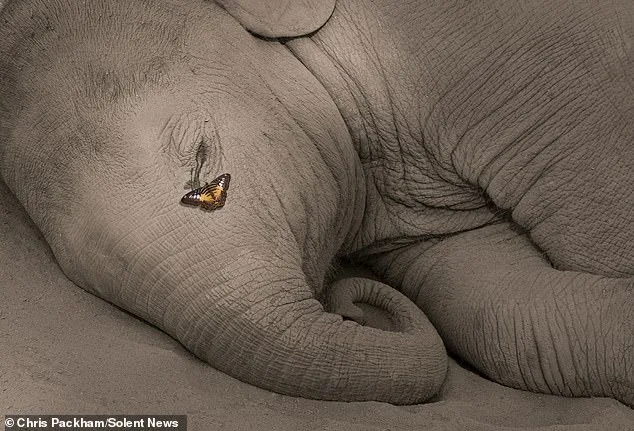 More Beautiful Than You: Chris Packham's Photography Exhibition Merges Science and Art