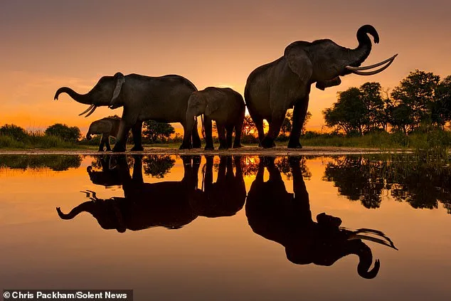 More Beautiful Than You: Chris Packham's Photography Exhibition Merges Science and Art