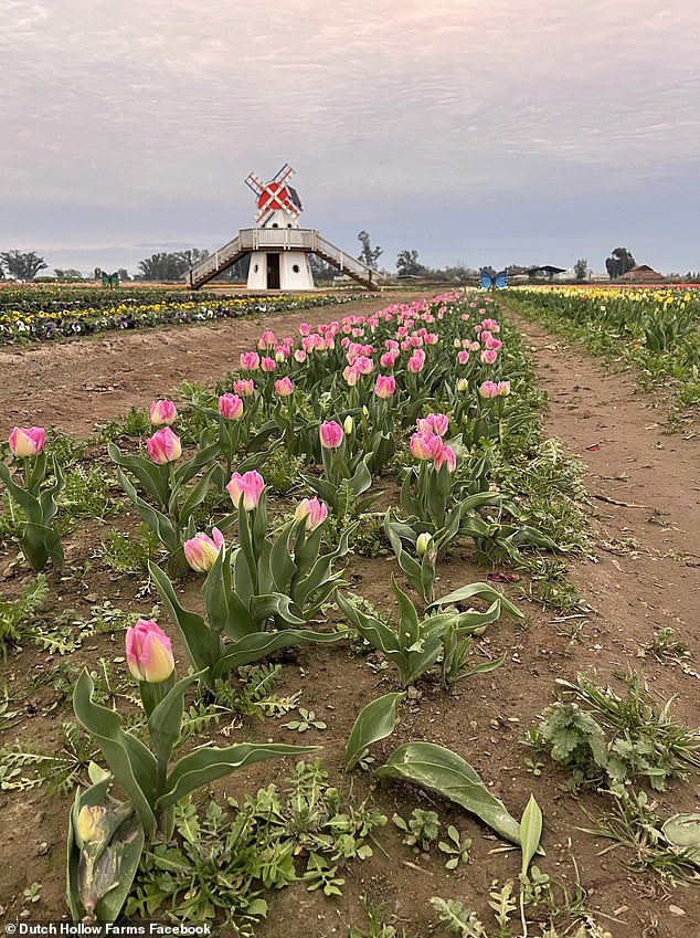 Social Media Frenzy Destroys Tulip Farm, Leading to Early Closure