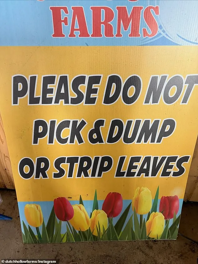 Social Media Frenzy Destroys Tulip Farm, Leading to Early Closure