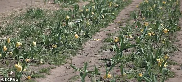 Social Media Frenzy Destroys Tulip Farm, Leading to Early Closure