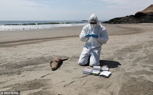 Deadly Bird Flu Emerges in California, Infecting Marine Mammals for First Time in State