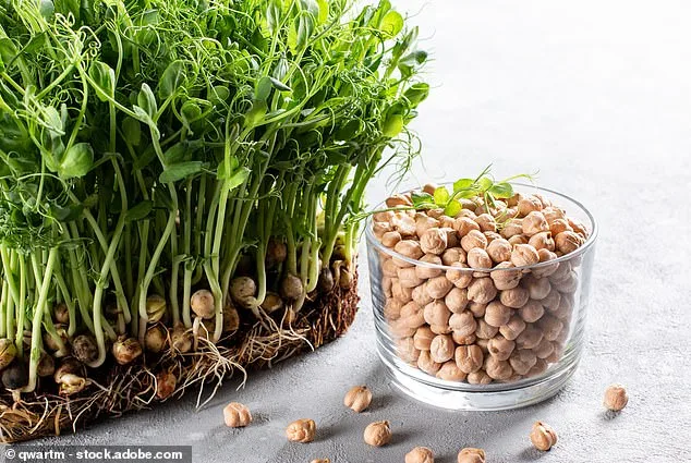 Hummus: A Global Phenomenon with Ancient Roots and Modern Health Benefits