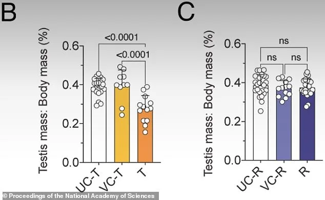 Breakthrough in Male Contraception: JQ1 Offers Safe, Reversible Option