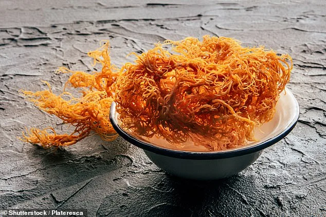 Sea Moss: The 2026 Superfood Hype vs. Scientific Scrutiny