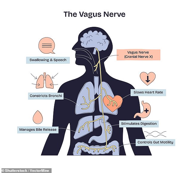 New research suggests targeting the locus coeruleus may slow Alzheimer's progression.