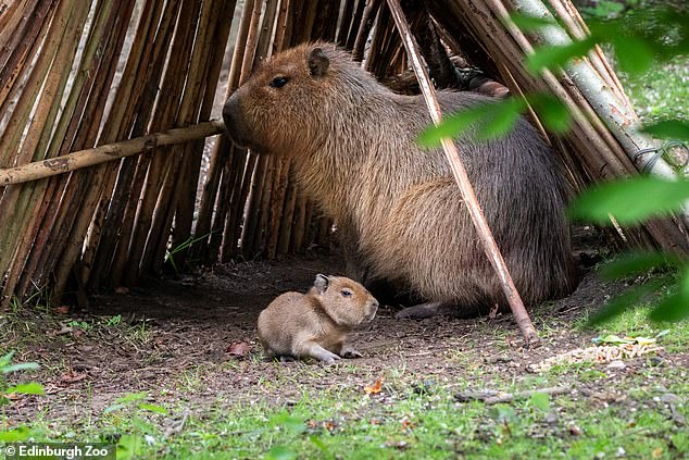 Edinburgh Zoo welcomes first Scottish capybara born in 18 years.