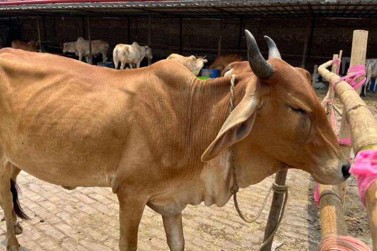 Fear and debt silence Kolkata's cattle market before Eid.