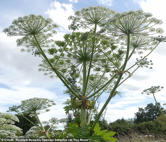 Six-year-old boy suffers severe burns mistaking giant hogweed for a toy axe.