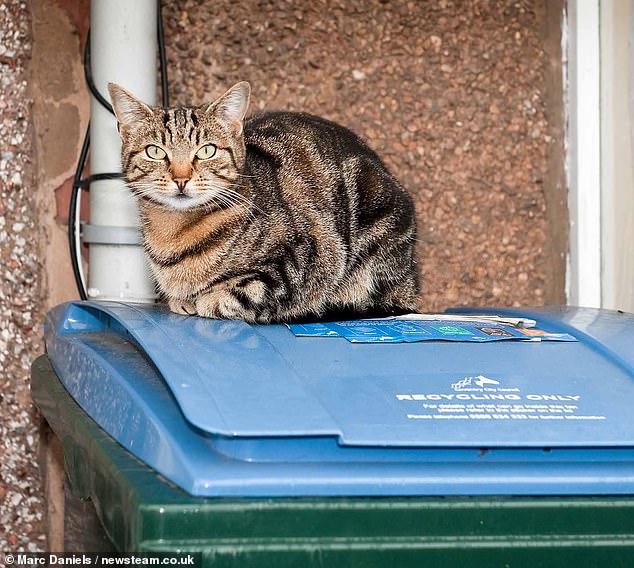 Bank worker Mary Bale became infamous worldwide after dumping a cat in a bin.