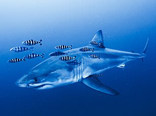 Mediterranean great white shark spotted, but Florida remains danger zone.