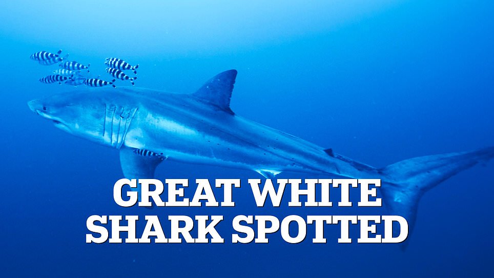 Mediterranean great white shark spotted, but Florida remains danger zone.
