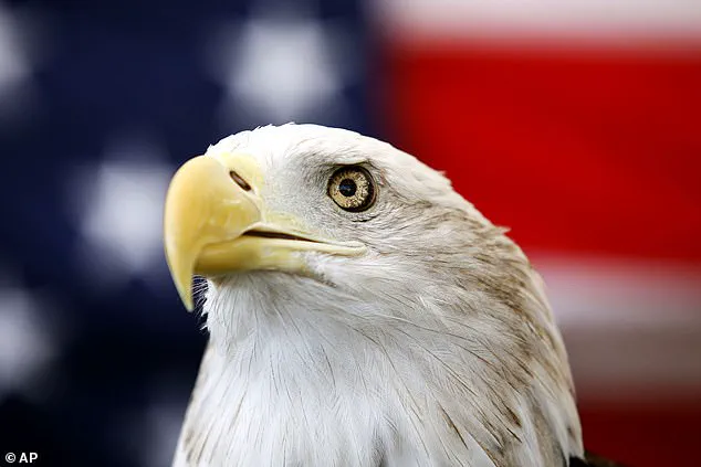 Bald Eagles Entangled in Perilous Embrace in Alaska