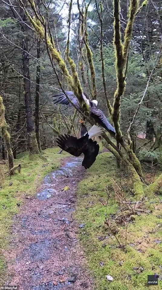 Bald Eagles Entangled in Perilous Embrace in Alaska