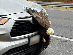 Bald Eagles Entangled in Perilous Embrace in Alaska