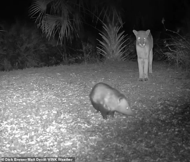 Florida Panther's Rare Encounter with Opossum Caught on Camera