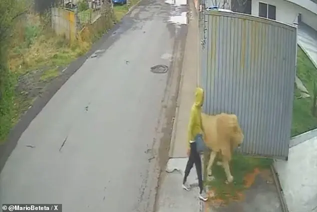 Lion on the Loose in San Pedro Cholula, Mexico