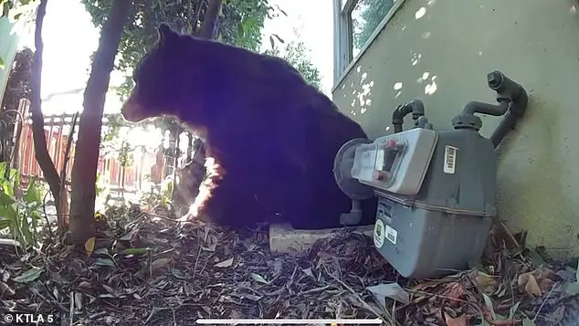 Los Angeles Man Stumbles Upon 525-Pound Bear in His Home's Crawl Space