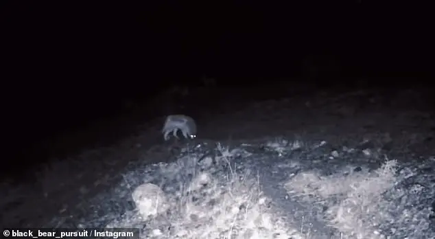 Rare Wolf and Mountain Lion Sightings in California