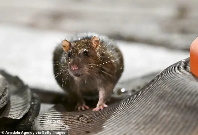 Rising Rat Populations: A Growing Concern in Urban Areas