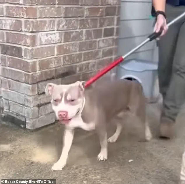 Texas woman's pit bull viciously mauled a man's face