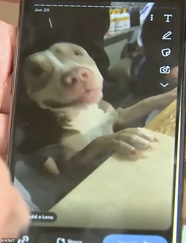 Texas woman's pit bull viciously mauled a man's face