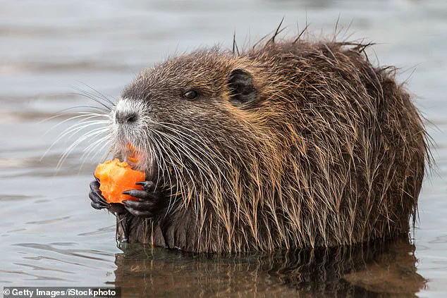 FWS Urges Americans to Hunt and Eat Nutria for Control and Disease Prevention