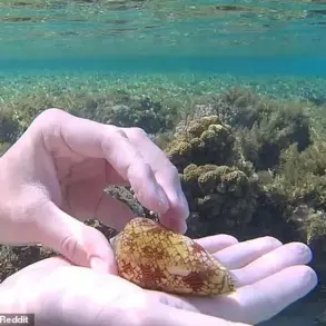 Snorkeler Escapes Fatal Cone Snail Encounter in Red Sea