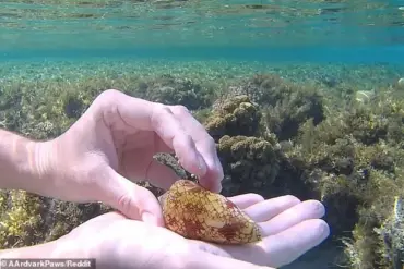 Snorkeler Escapes Fatal Cone Snail Encounter in Red Sea