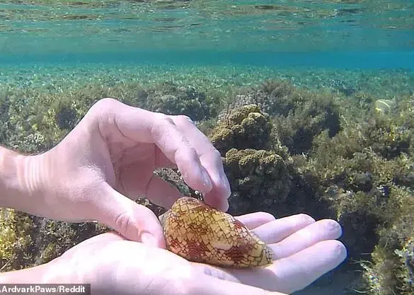 Snorkeler Escapes Fatal Cone Snail Encounter in Red Sea