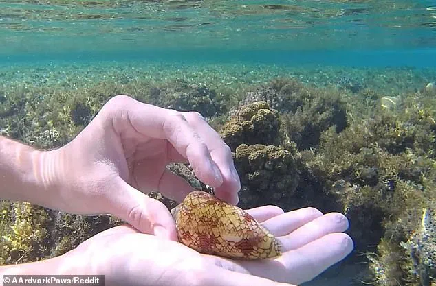 Snorkeler Escapes Fatal Cone Snail Encounter in Red Sea