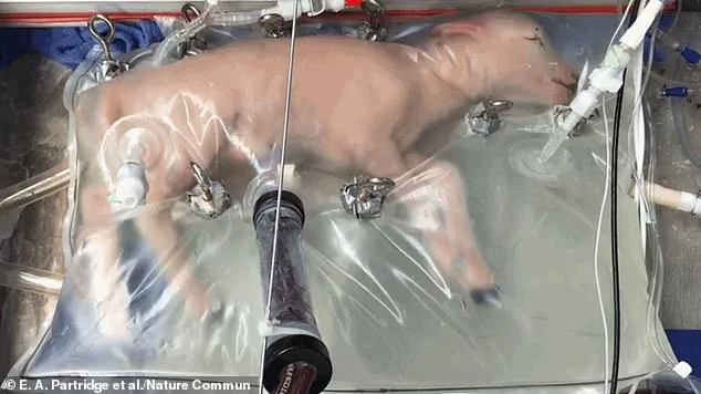 The Potential of Artificial Wombs: A New Frontier in Pregnancy and Birth