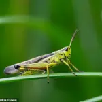 Understanding Muscle Function and Energy Storage for Animal Motion