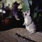 Understanding Muscle Function and Energy Storage for Animal Motion