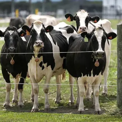 Woman Dies of Rabies After Drinking Contaminated Raw Milk: Urgent Public Health Warning