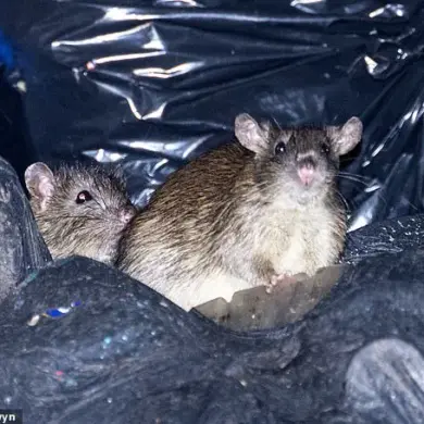 Birmingham Bin Strikes Threaten Public Health: Expert Warns of Weil's Disease Risk